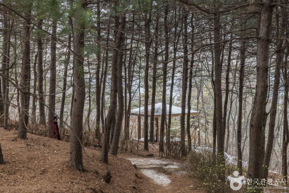 How to Use Naver Maps in Korea: Step-by-Step English Guide